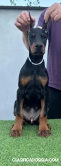 Cachorros Doberman