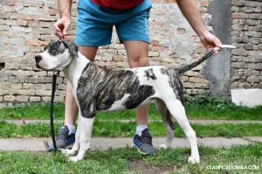 Cachorros de bulldog americano