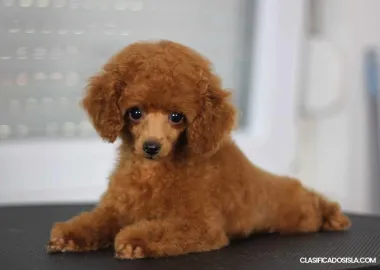 Caniche toy cachorros en venta