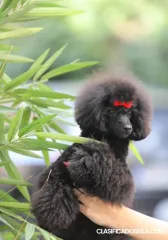 Caniche toy cachorra hembra