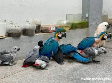Africano Gris, Guacamayo, cacatúa y loro a la Venta