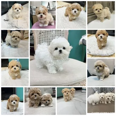 Cachorros Mini F1 Maltipoo disponibles
