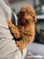 Cachorros de caniche miniatura