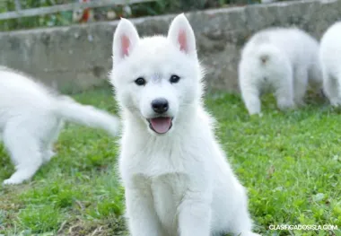 Cachorros de husky siberiano
