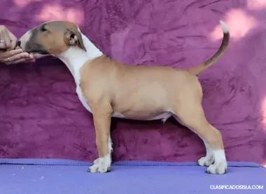 Cachorros de Bull Terrier estándar