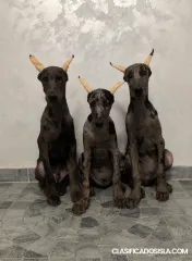 Doberman exótico merle estándar