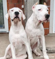 Dogo Argentino cachorros
