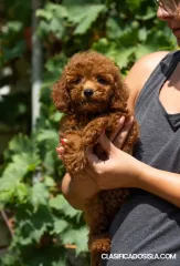 Cachorros de caniche miniatura