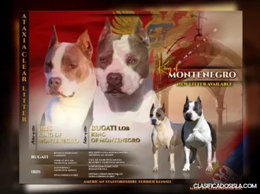 American Staffordshire Terrier – Hermosos Cachorros
