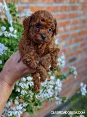 Caniches toy color albaricoque y rojo