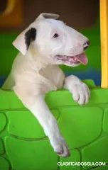 Bull Terrier Estándar – Hermosa Hembra en Venta