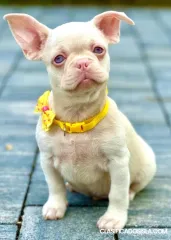 Cachorros de Bulldog Francés Rosados