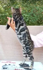 Gatitos bengalíes en venta