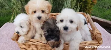 Hermosos cachorros MALTIPOO