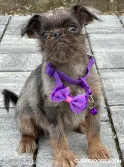 Brussels Griffon cachorros machos en venta