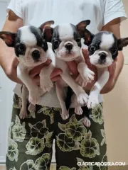 Cachorros de Boston Terrier en venta