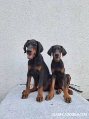 Doberman, perros top