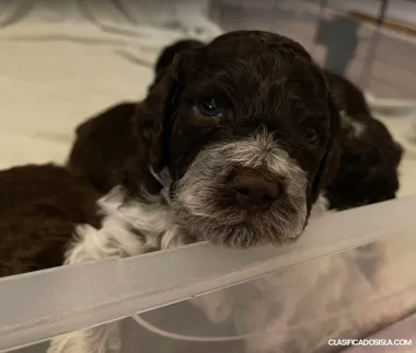 Cachorros de Lagotto Romagnolo
