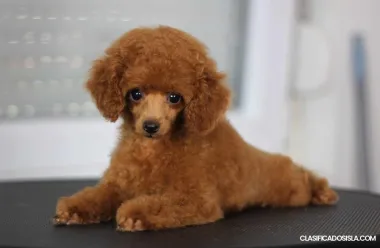 Cachorros Toy Poodle en Venta