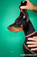 Cachorros de Doberman en venta