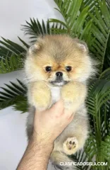 Pomerania, cachorros de raza pura