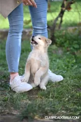 Cachorros Akita Inu Japonés