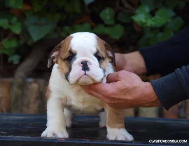 Hermosos cachorros Bulldog Inglés