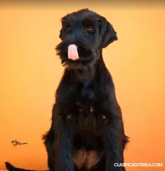 Cachorros Schnauzer Gigante Negros