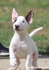 Cachorros Mini Bull Terrier
