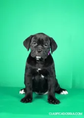 Cachorros Cane Corso en venta