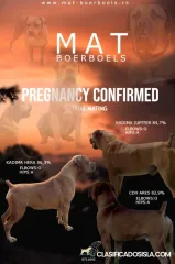 Reservas de cachorros de Mastín Sudafricano - Boerboel