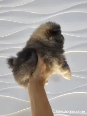 Cachorro macho Pomeranian Spitz