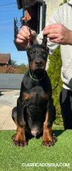 Venta de cachorros de Doberman
