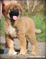 Cachorro macho de Pastor del Cáucaso