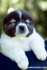 Cachorros de Pastor Caucásico