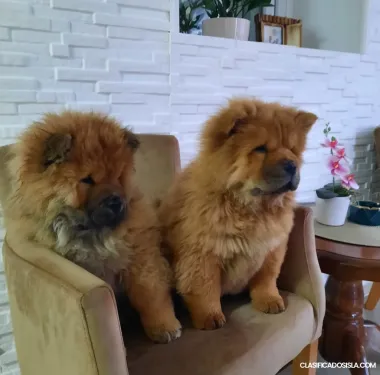 Chow Chow Cachorros