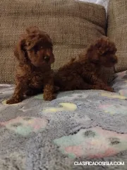 Caniche toy rojo, hembras