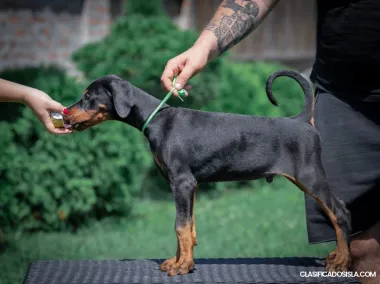 Cachorros de Doberman