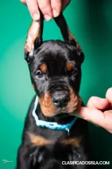 Cachorros de dóberman en venta