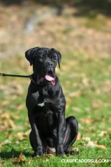 Cachorra hembra Cane Corso en venta