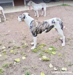 Hembras de American Bulldog en venta