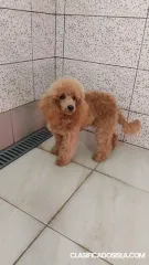 Cachorro caniche rojo macho