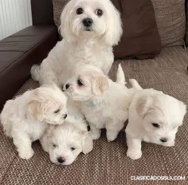 Two Teacup Maltese Puppies Needs a New Family