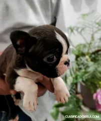 Cachorros de Boston Terrier