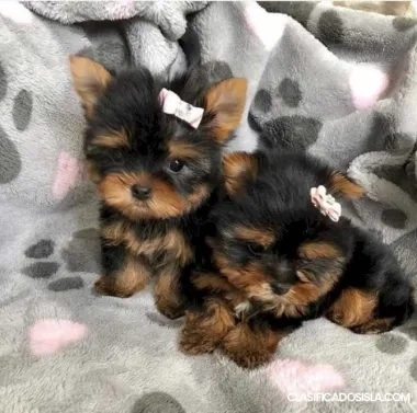 Cachorros Yorkie taza de té. Texto : (330) 910 0534