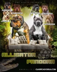 Cachorros American Bully