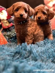 Cachorros Toy Poodle