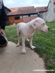 Cachorros Dogo Argentino
