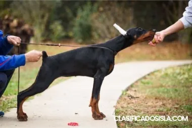 Cachorros de dóberman en venta