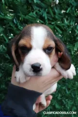 Cachorros Beagle en venta
